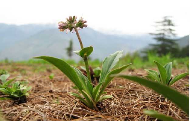 Himalayan Herbs