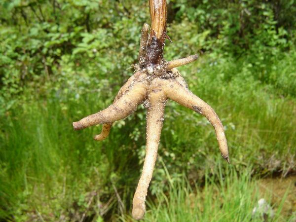 Himalayan Herbs